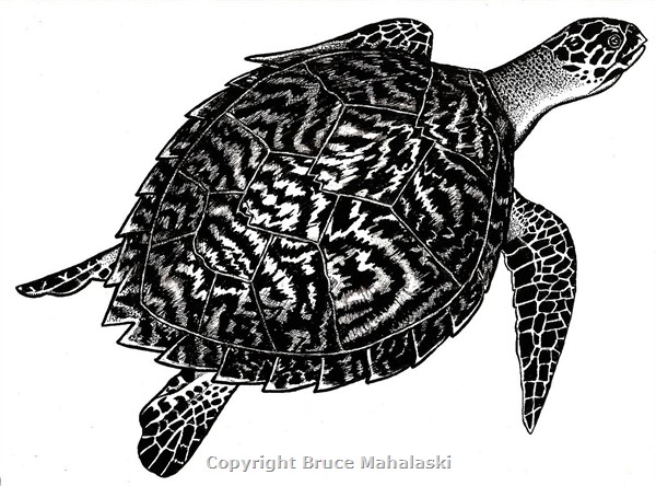 027 -  Hawksbill Turtle - Picture